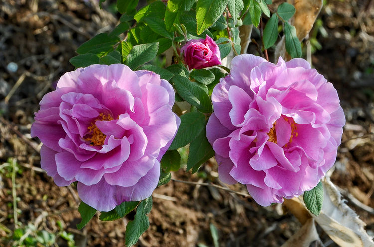 平阴玫瑰花原创包装设计,平阴玫瑰花生产厂家电话