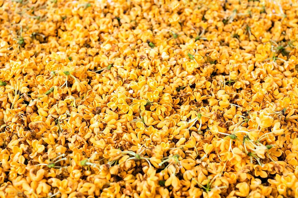 桂花树什么时候栽易活,桂花树枝繁叶茂开花少