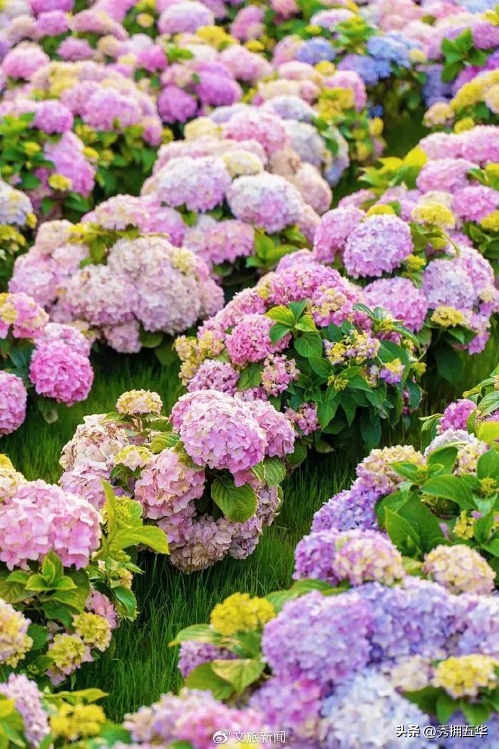 周末去哪里玩最合适昆明,昆明景点莫奈花园