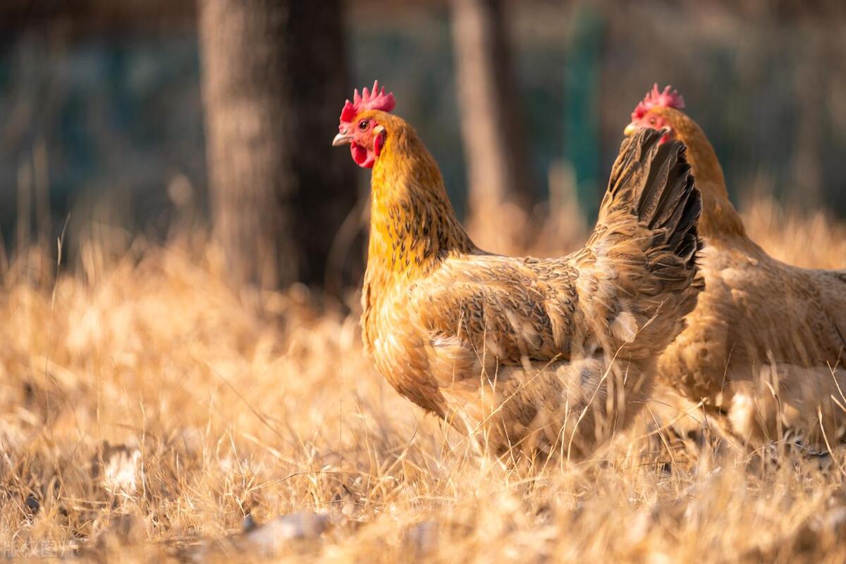 小姑娘赔钱卖土鸡17天赚到700万,土鸡卖一元一只一年能赚180万