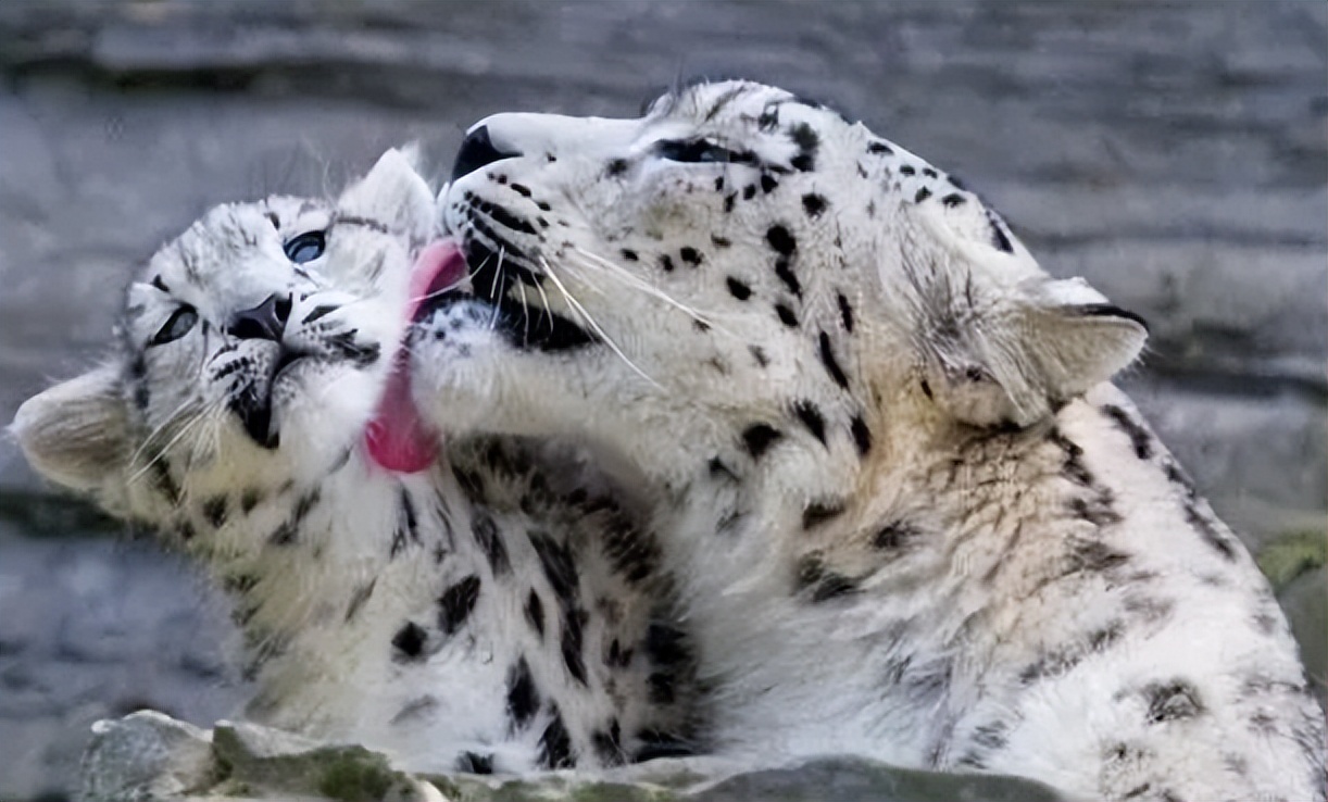 云南农村小伙捡到一只小猫,小伙捡到一只活体小猫