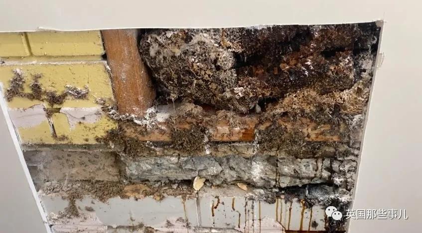 澳洲夫妇家墙壁突然莫名“渗血”!两人鼓起勇气拆开墙