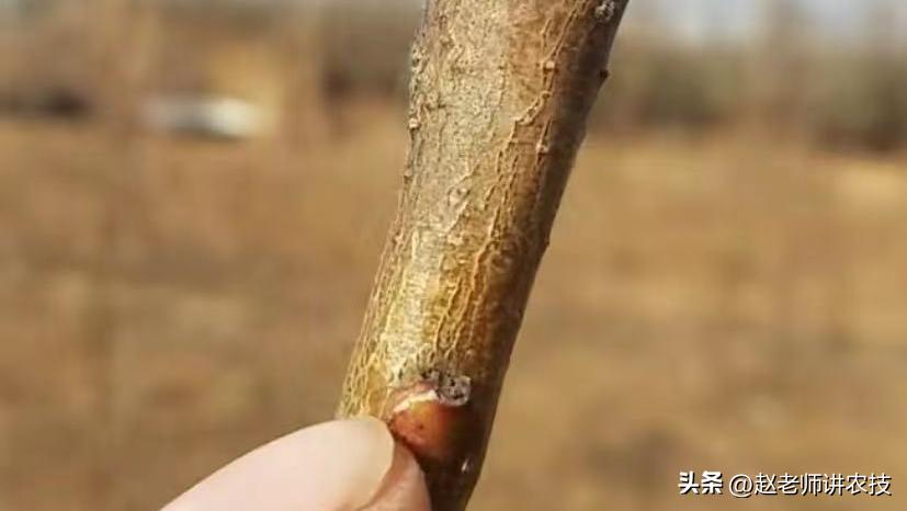 桃树修剪留桩危害有多大,老桩桃树修剪最新方法