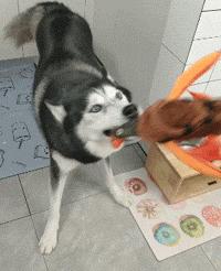 哈士奇西伯利亚雪橇犬,纯种西伯利亚雪橇犬哈士奇