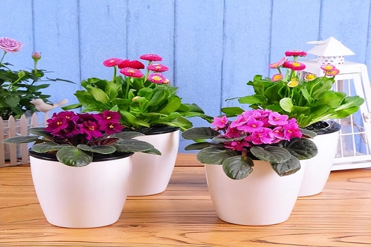 花盆里的小白虫对花有害吗,花盆里的小飞虫对植物有什么危害