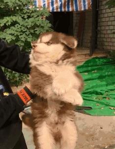 狗狗生气会有哪样的表现,主人生气时狗狗这些表现是在道歉