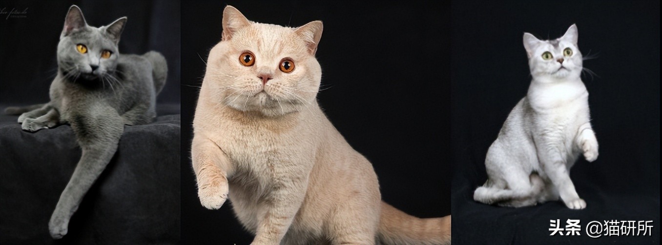 英短猫和美短哪个好养,英短跟美短猫咪