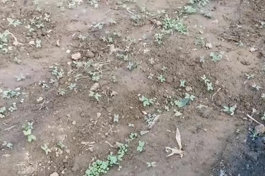 白菜出芽了之后种不活,白菜出苗了却不长怎么回事