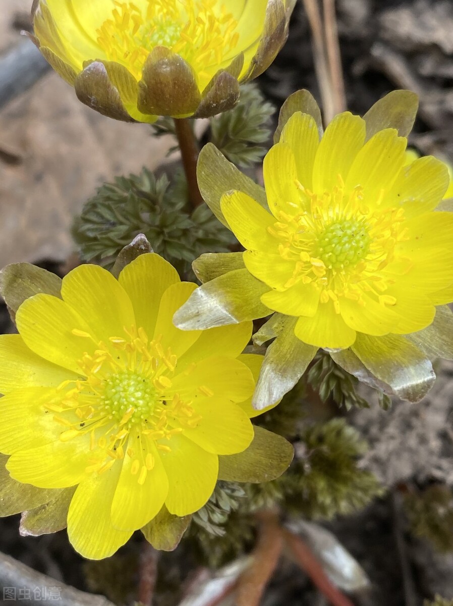 冰凌花享有林海雪莲之美称,牡丹江林海雪莲冰凌花悄然盛放