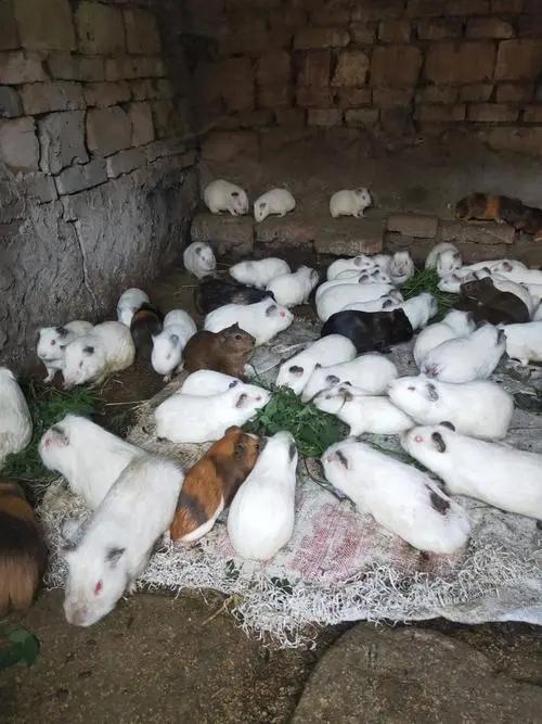 公母豚鼠体型对比,豚鼠雌雄区别