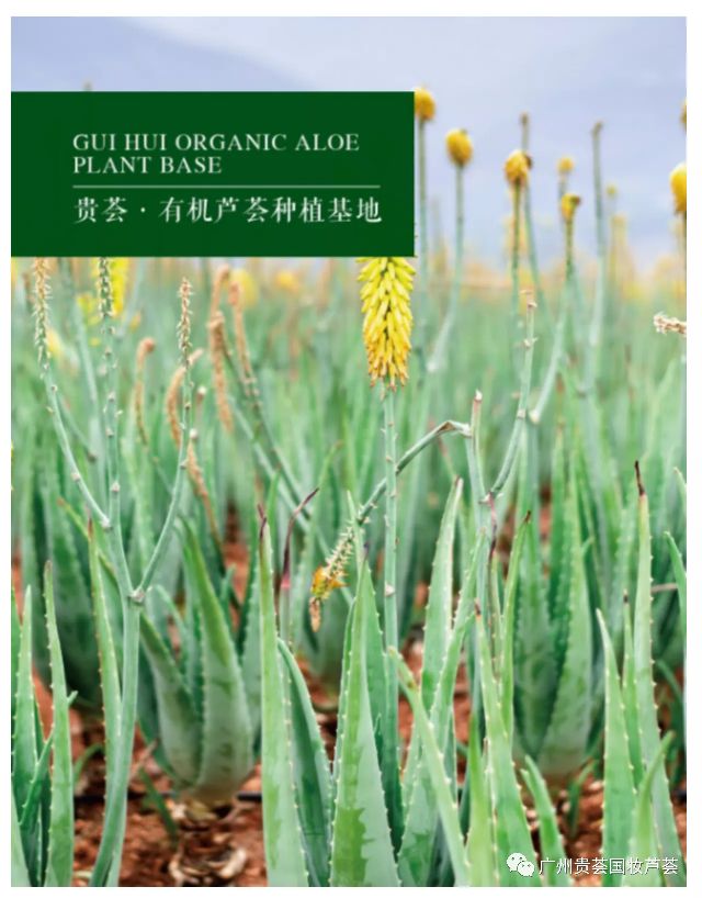 贵荟·国妆芦荟中国人自己的芦荟品牌