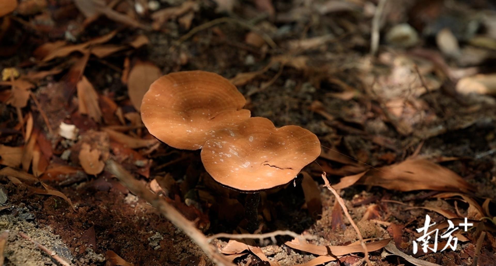 中国灵芝第一村在哪里,灵芝之乡
