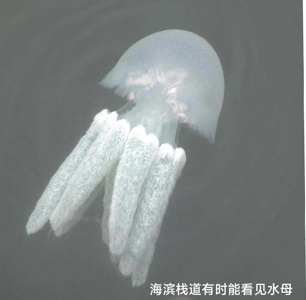 20种常见海鱼,十大常见野生海鱼