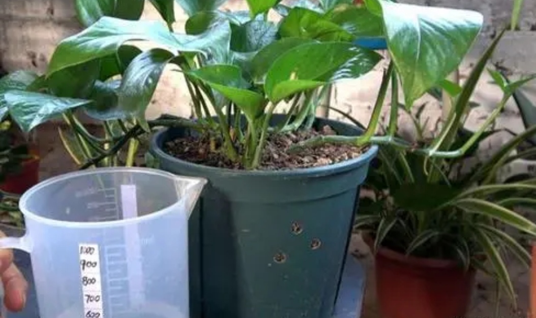 养花先“养根”，3个“小方法”，根系疯长，枝叶繁茂