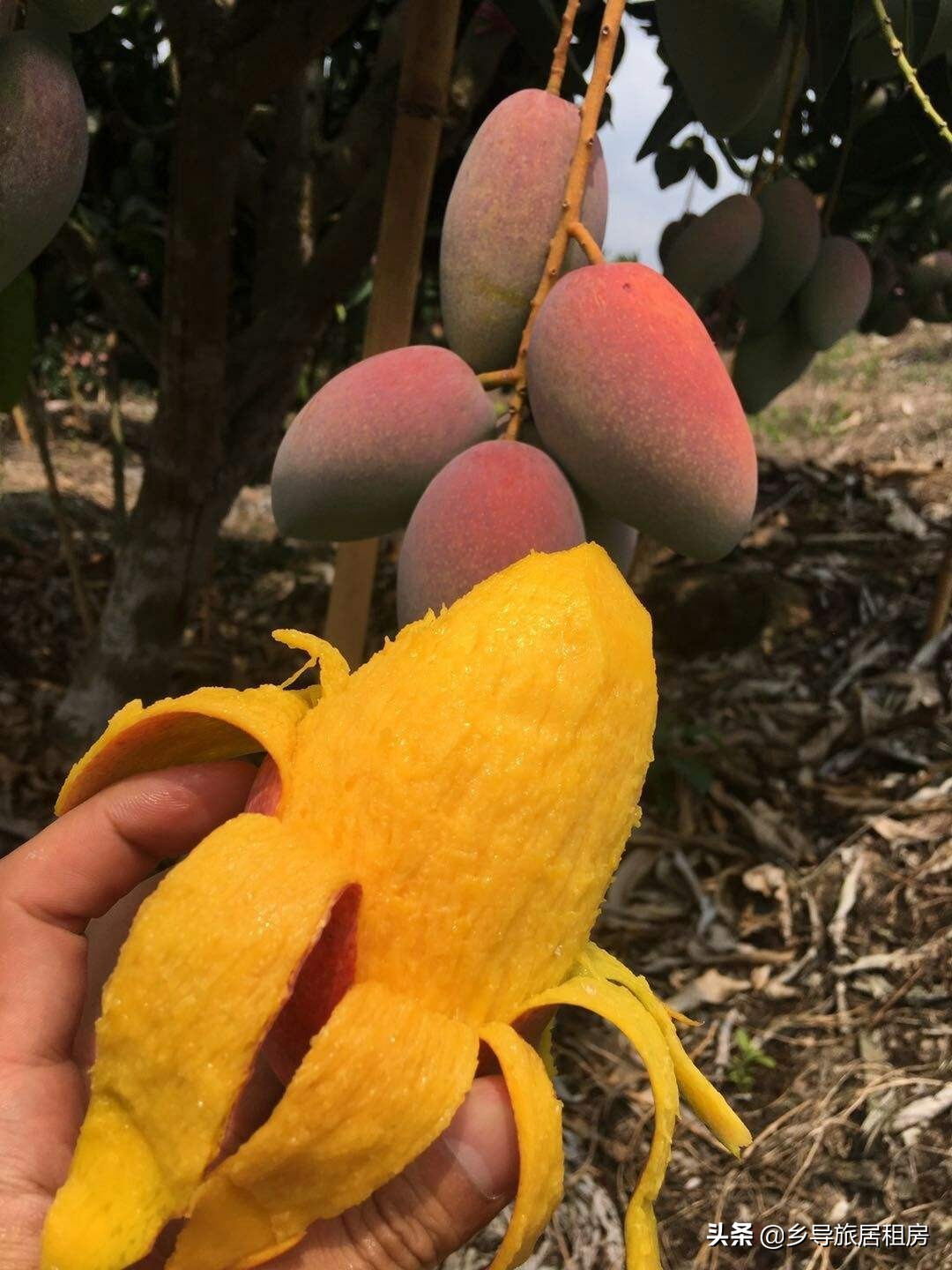 在三亚买芒果攻略,三亚旅游买芒果