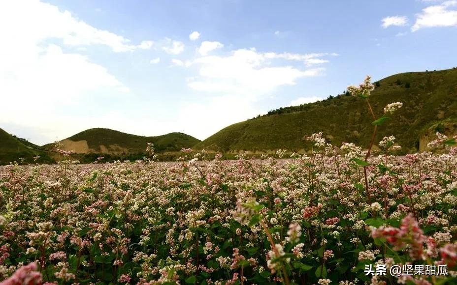 俄罗斯人吃的荞麦,荞麦俄罗斯