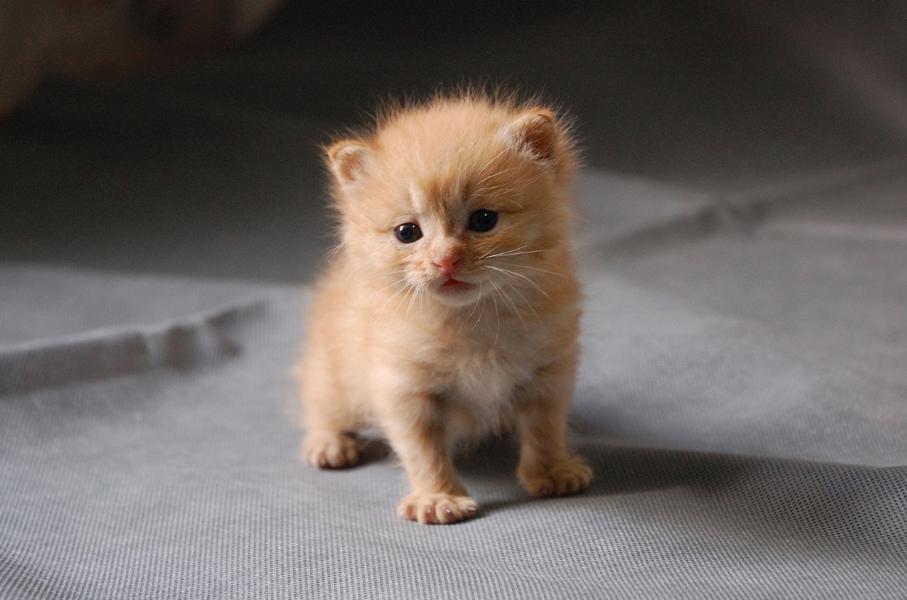 免费领养猫咪杭州,杭州领养日猫咪领养是付钱的吗