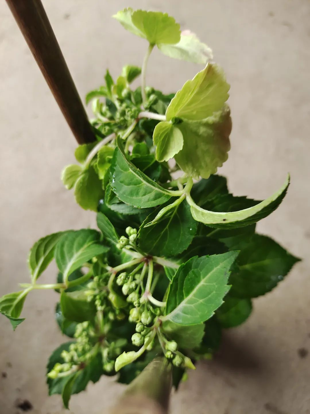 刚买回来的盆栽掉叶子怎么回事,盆栽蔫了怎么补救