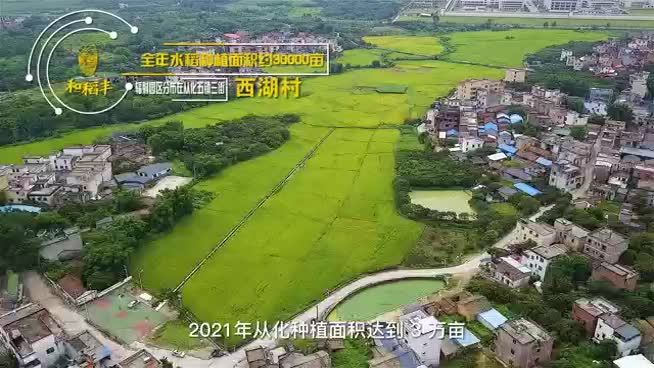 广东丝苗米的亮点,广州增城丝苗米产业园