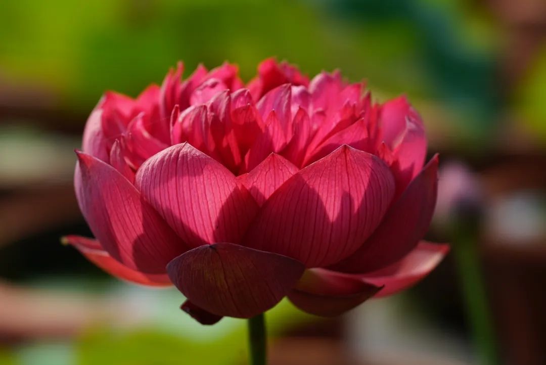 绝美的荷花品种大全图集,超好看荷花品种大型荷花