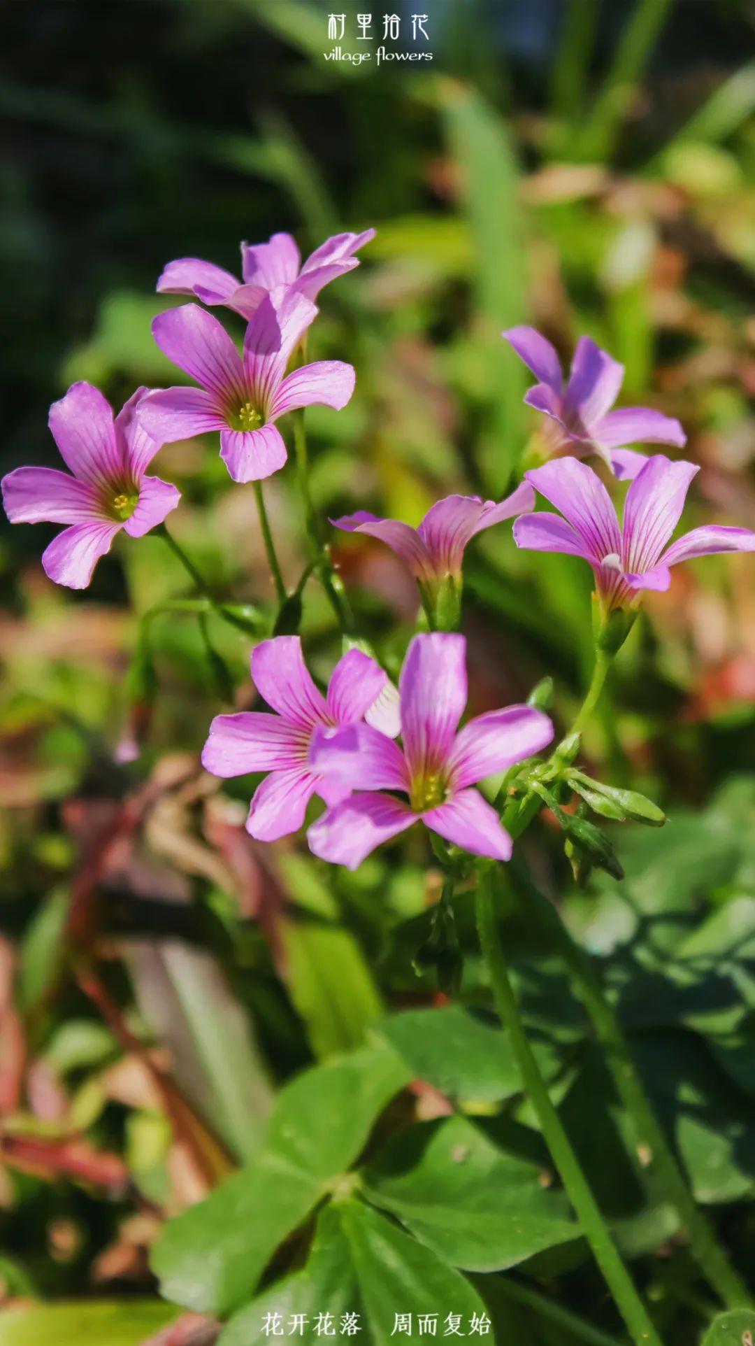 红花酢浆草简介,红花酢浆草喜欢酸性还是碱性土壤