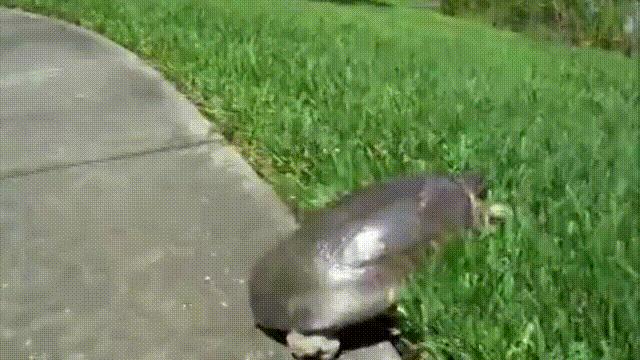 玄武龟蛇大战,罕见别致的龟蛇大战