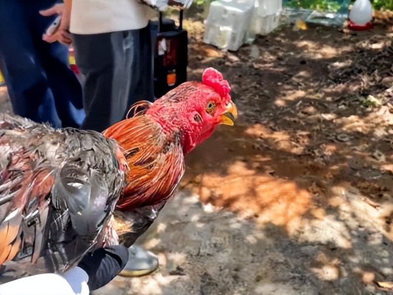 端午假期光明活动超精彩！音乐live、摘荔枝、包粽子……等你解锁！