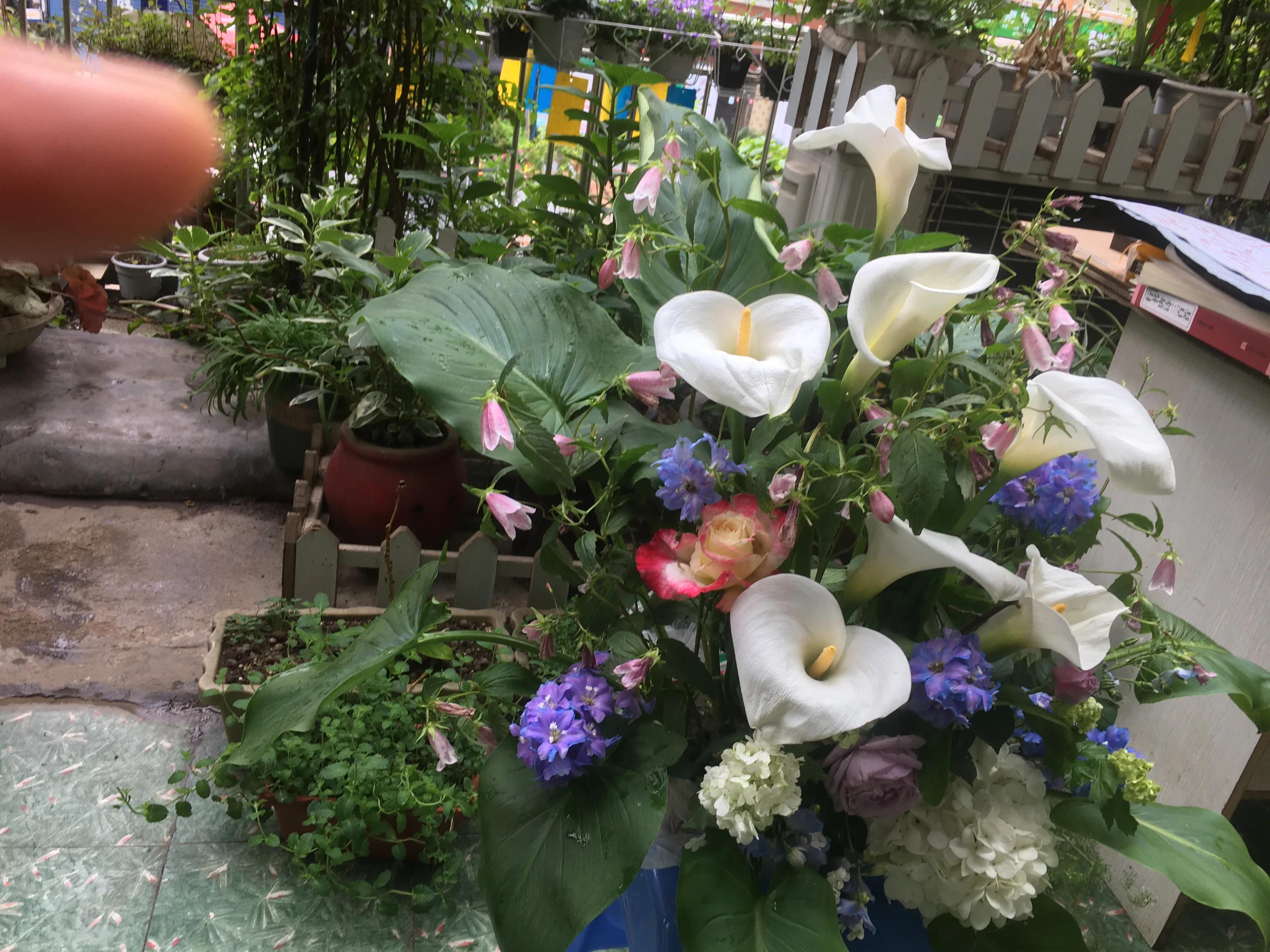 白马蹄莲跟彩色马蹄莲哪个品种好,洁白的马蹄莲图片