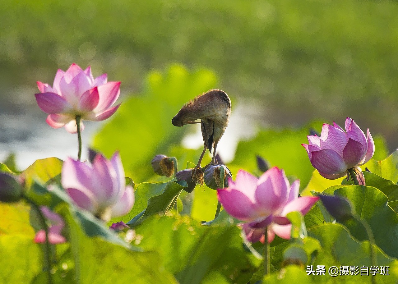 荷花摄影的拍摄方法和技巧,拍摄荷花摄影新手别犯这8个错误