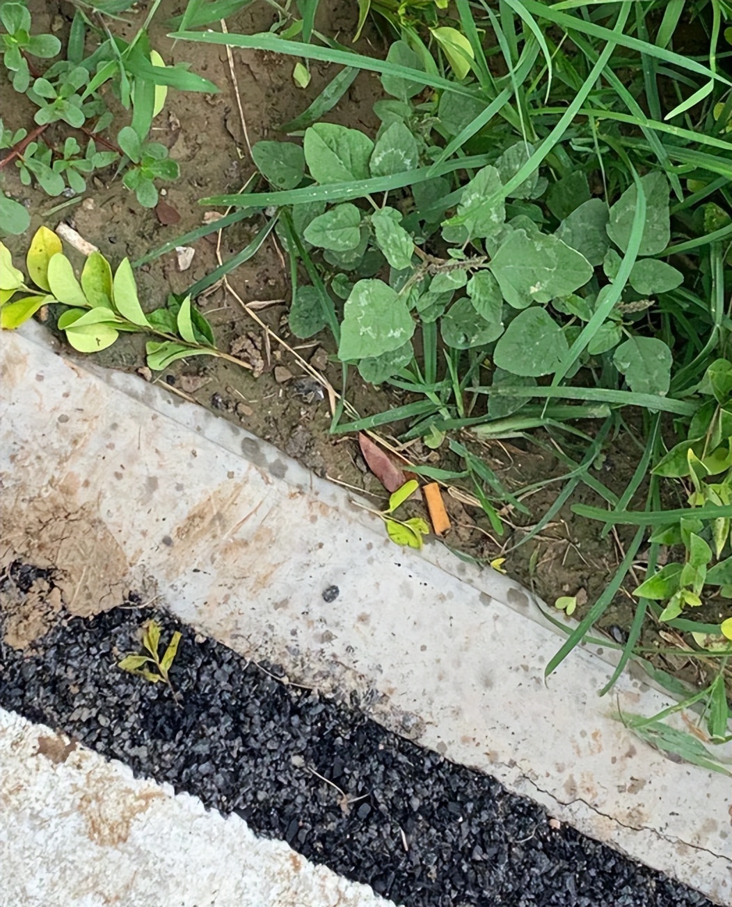 日本收集中国烟头是真的吗,日本收烟头干啥