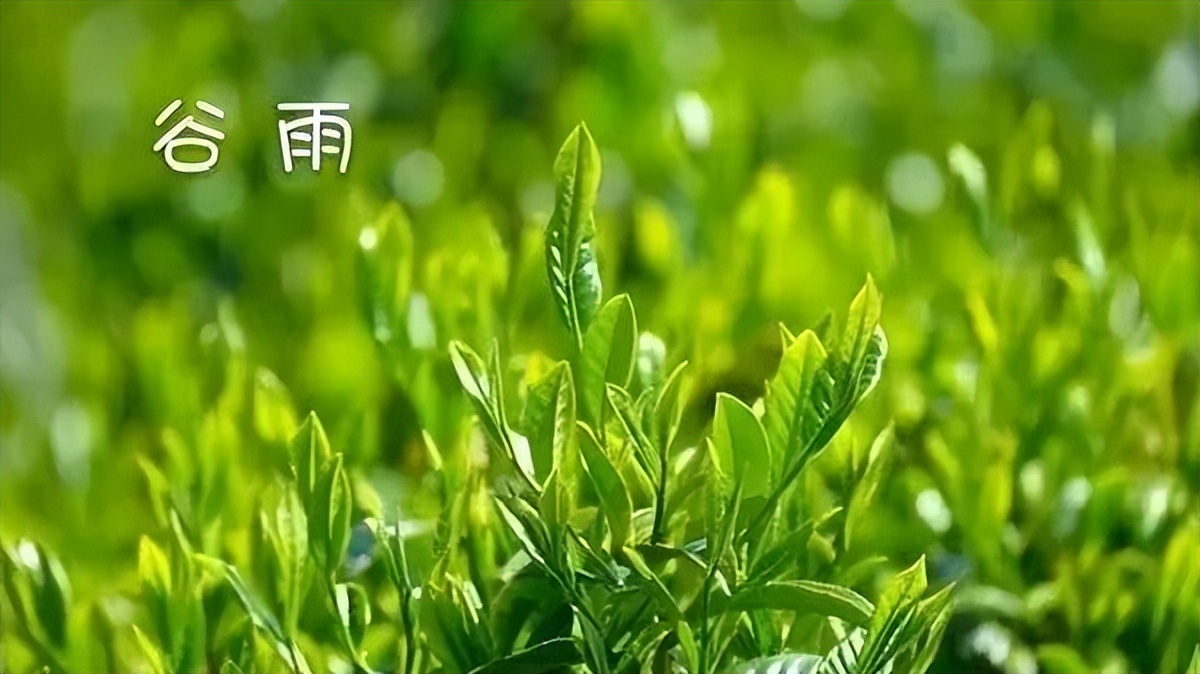 #草木有趣·谷雨茶|​且招邻院客，试煮落花泉