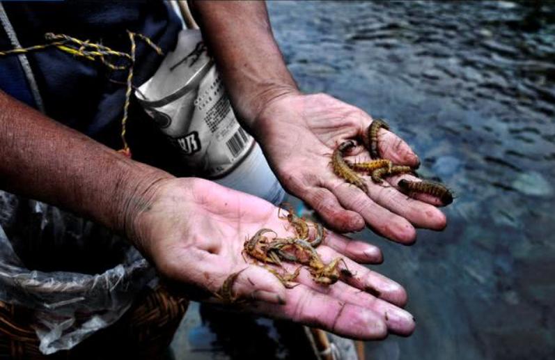蛊术有法律规定吗,蛊到底是什么原理