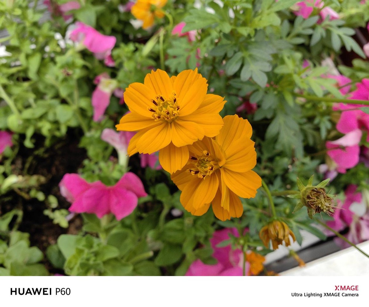 没有徕卡的华为p60系列评测,最新发布华为p60系列值得入手吗