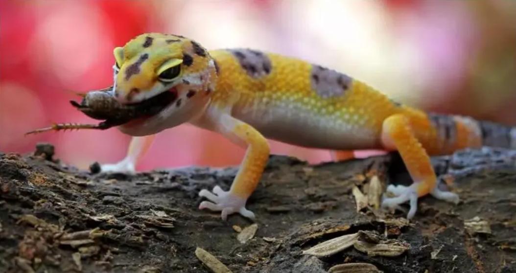 壁虎可怕,壁虎很可怕