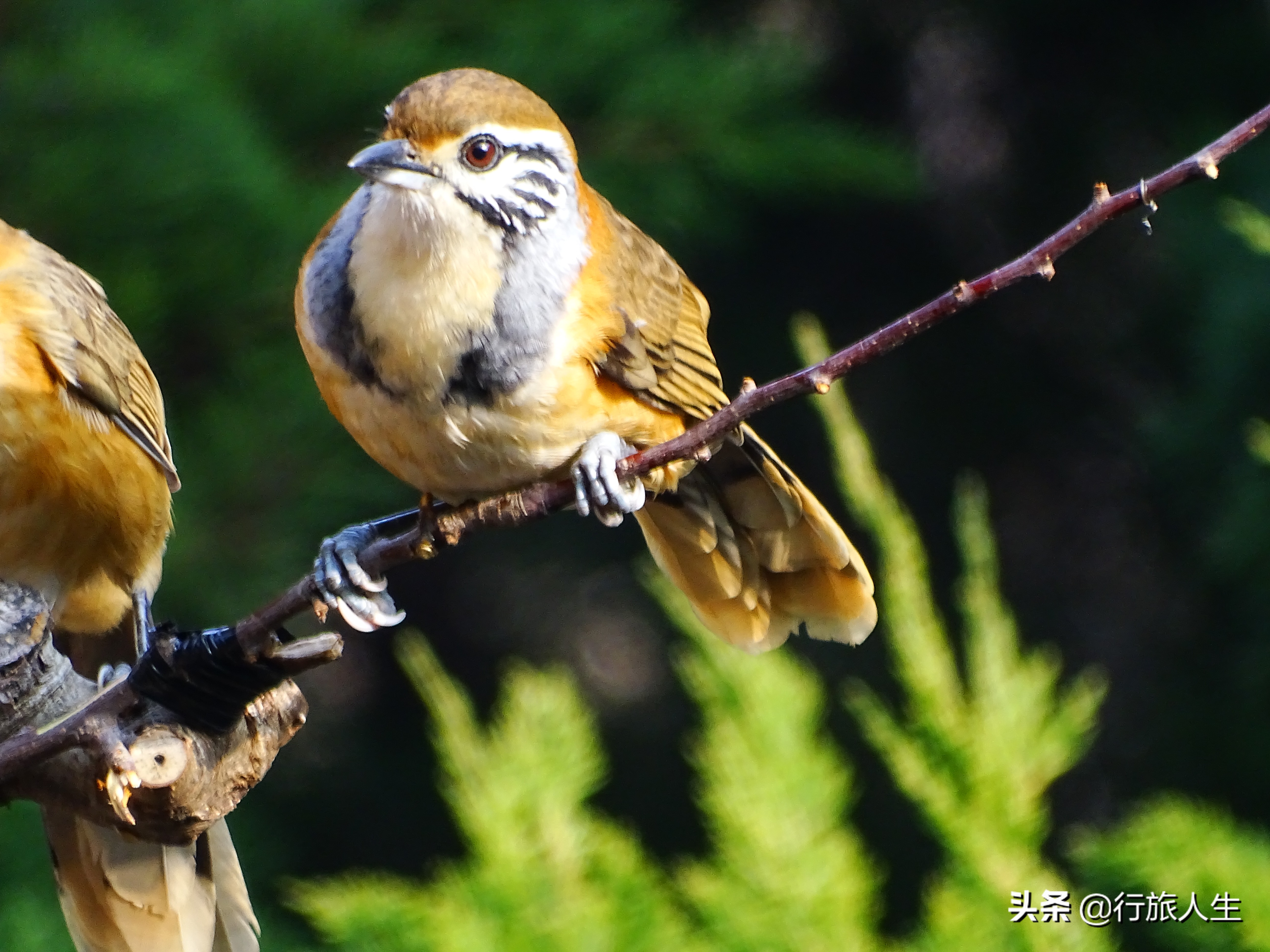 冬日的鸟儿文案,冬日鸟儿在树上图片