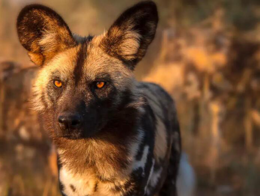 野猪的天敌都有哪些,野猪的天敌能打得过猎豹吗