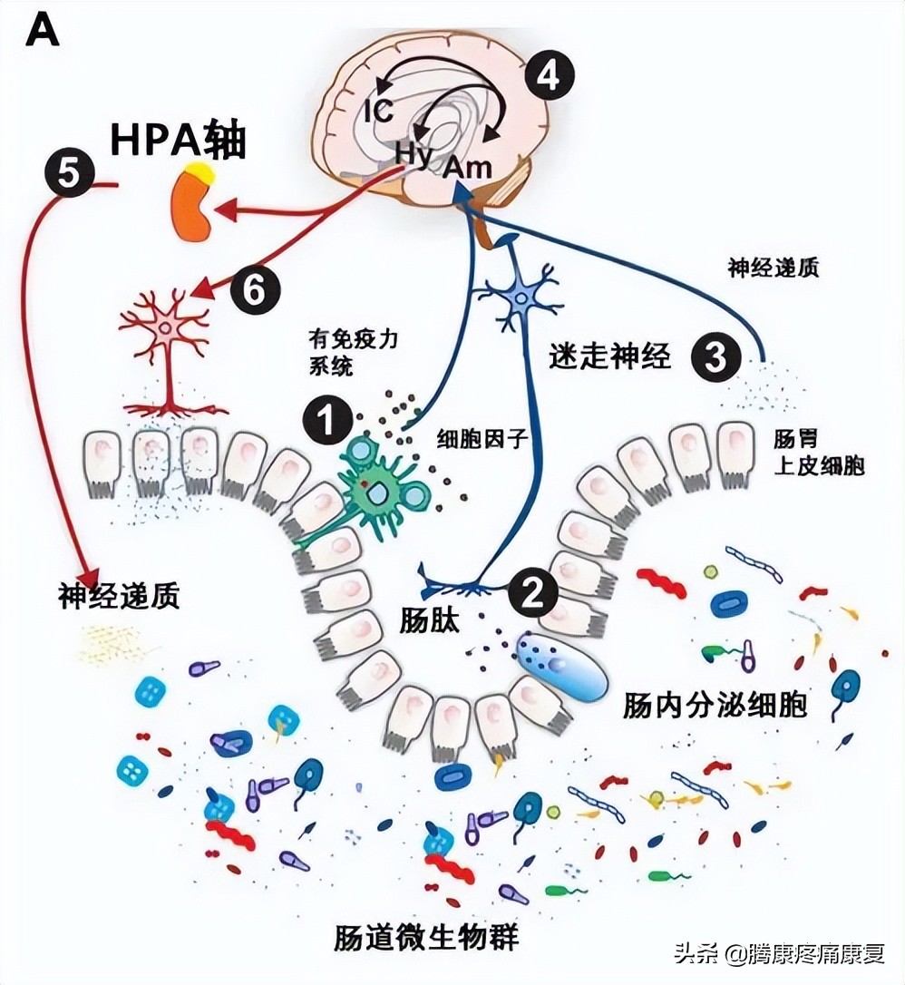 人的情绪为什么会影响肠胃功能,情绪产生的神经生理机制