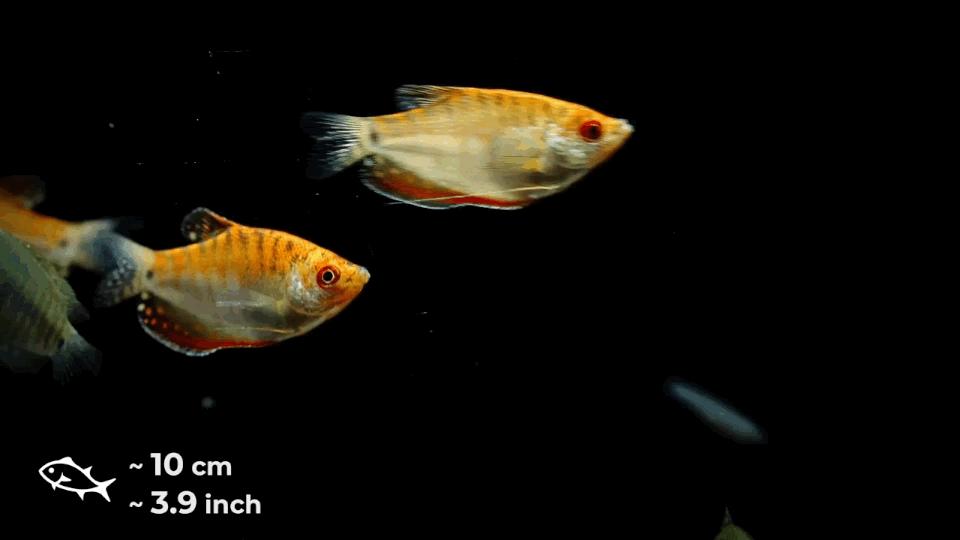 热带观赏鱼长视频,各种热带观赏鱼介绍