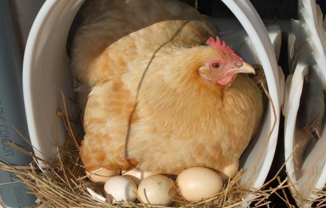 为什么感觉母鸡不用受精，却能天天下蛋？人类利用了鸡身上的bug