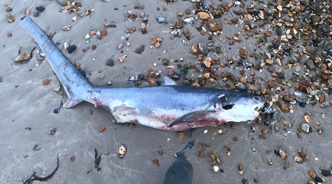 最神秘的鲸鱼铲齿中喙鲸,最神秘的喙鲸