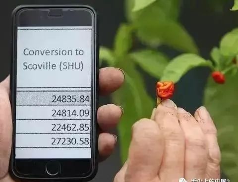 最辣的辣椒全球,全球超辣辣椒