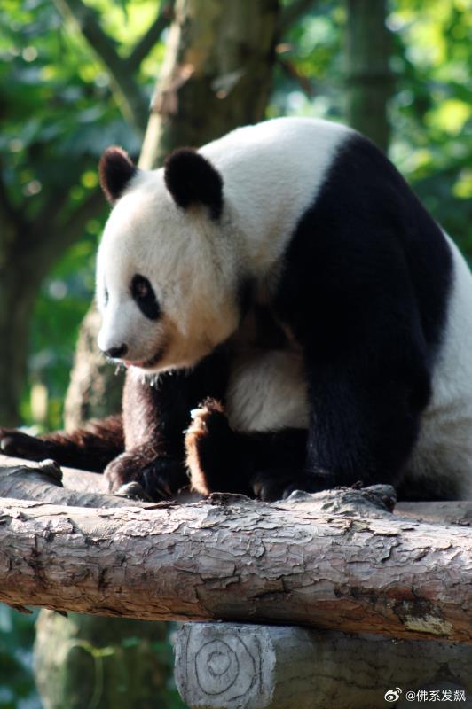 不高的高高和他不白的老婆白云——91年出生的童颜女神大熊猫白云