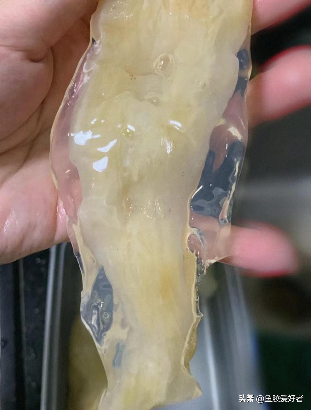 如何泡发鱼胶最简单方法,鱼胶怎么泡发比较方便