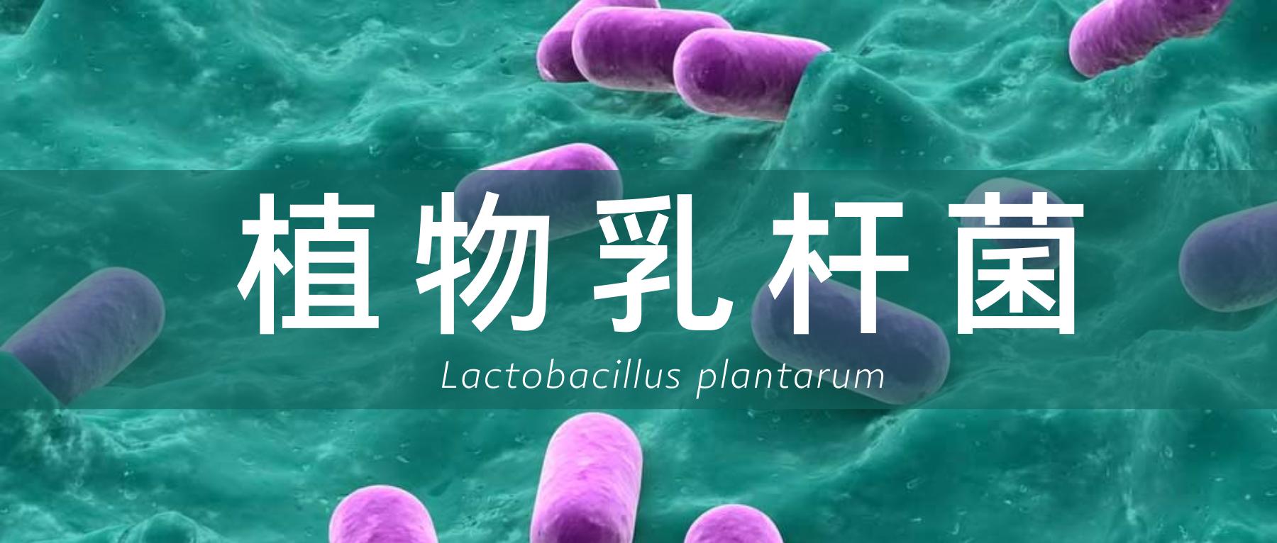 客观认识植物乳杆菌,L.plantarum及其健康益处