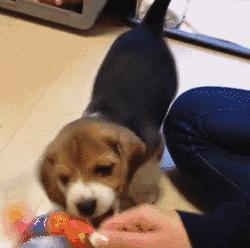 迪士尼比格犬,迪士尼里的比格犬叫什么