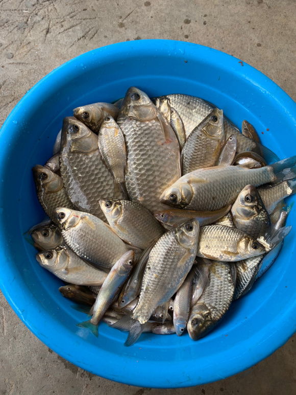 野钓饵料和窝料不是一个味道,野钓窝料浓腥