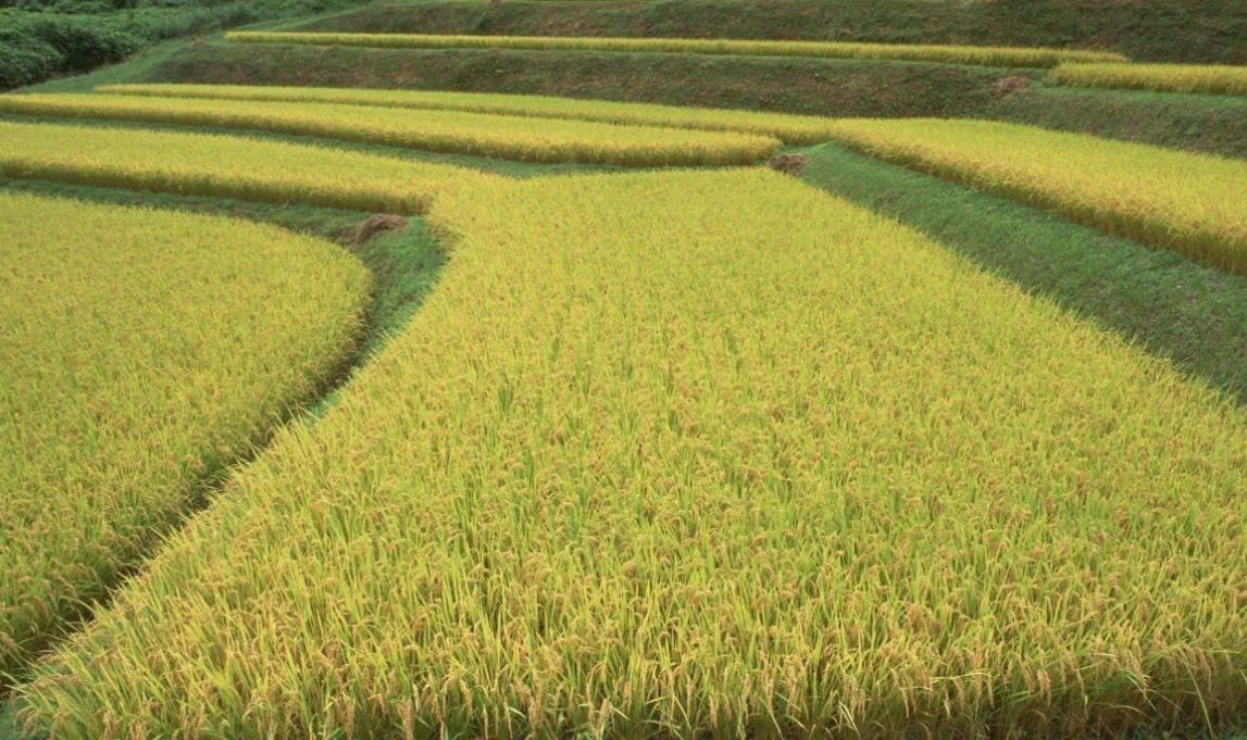 中国人最爱吃的玉米饭,中国人最爱吃的菜是什么