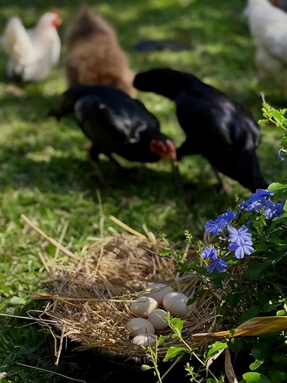 我曾是企业高管，不想内耗，5年前移居泰国，被这里的松弛疗愈了