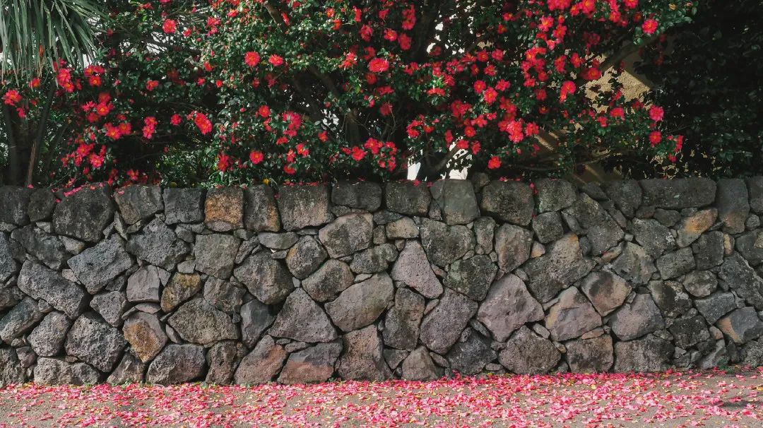 济州岛一场说走就走的旅行,济州岛说走就走