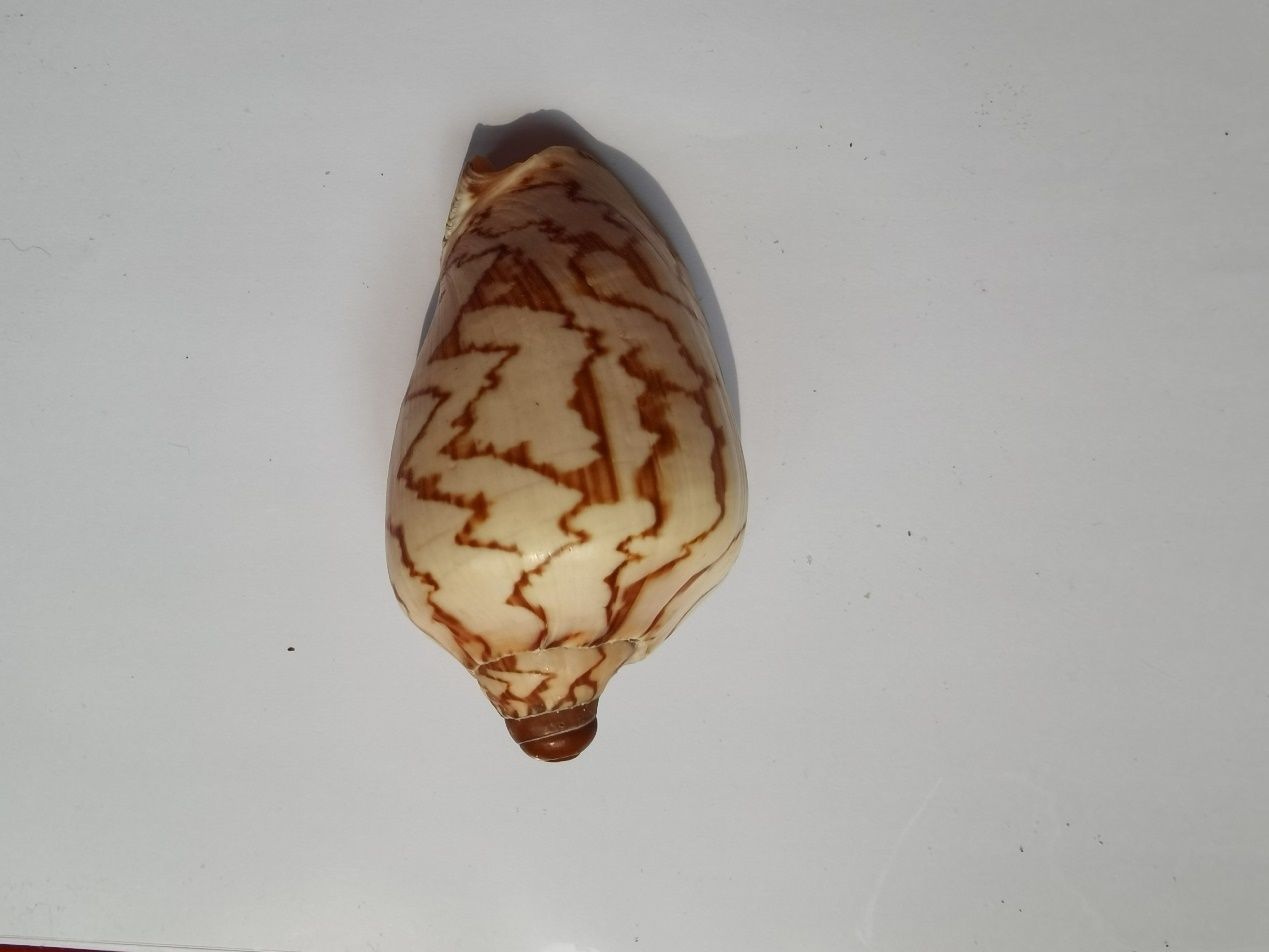 海南海鲜贝类有哪些,海南海鲜贝类